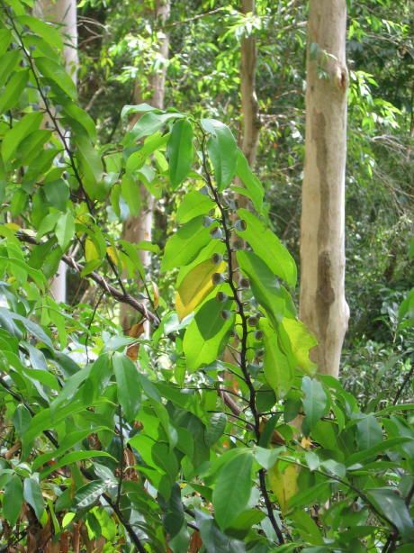 Eucalyptus propinqua X biturbinata