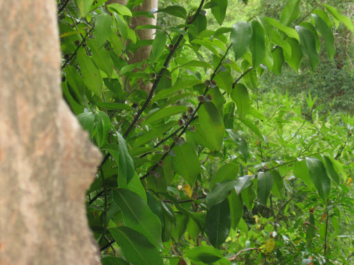Eupomatia laurina fruit