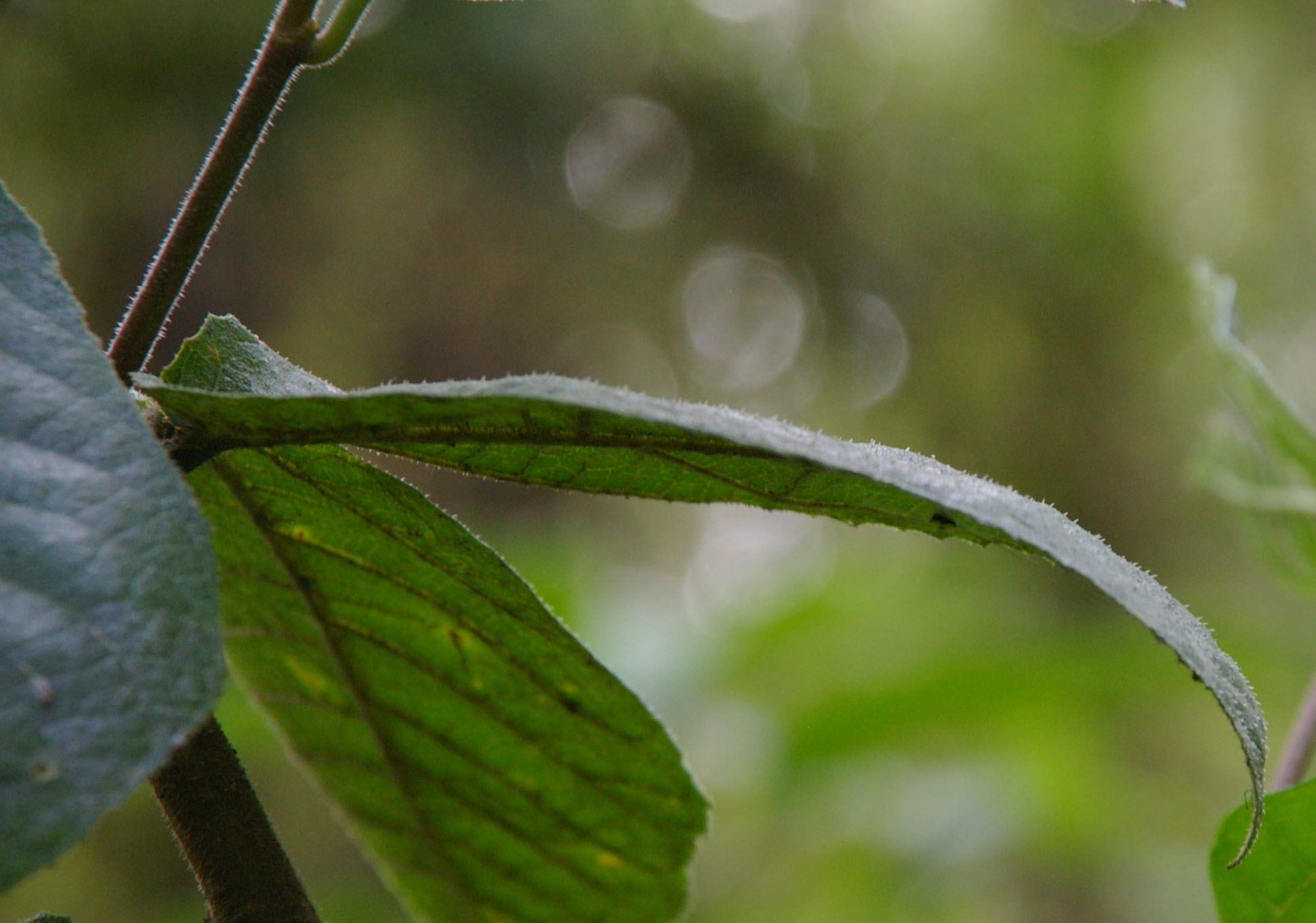 Ficus coronata leaf  Creek Sandpaper Fig leaf