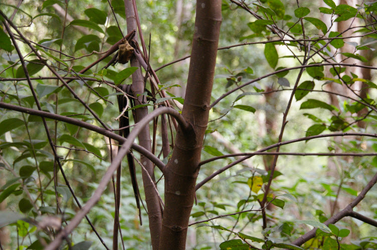 Ficus coronata