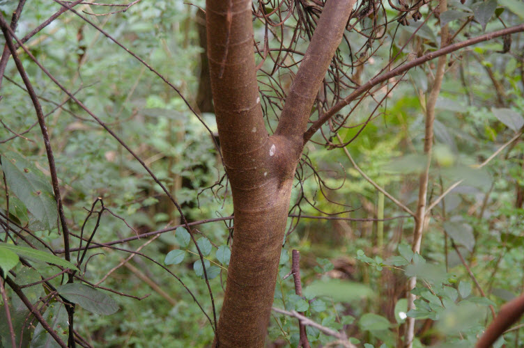 Ficus coronata