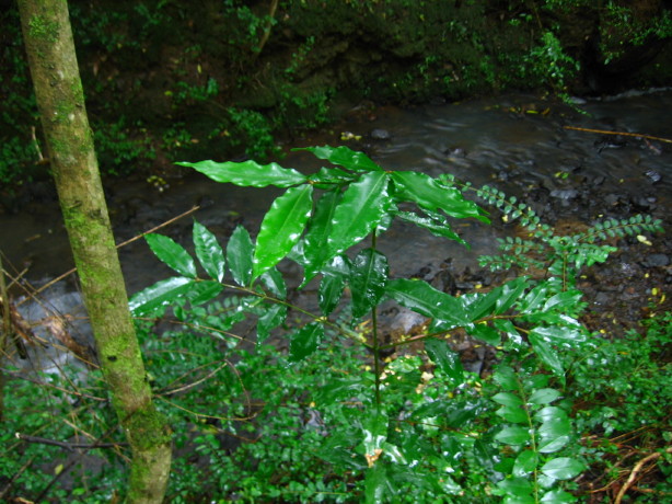 Syzygium floribundum