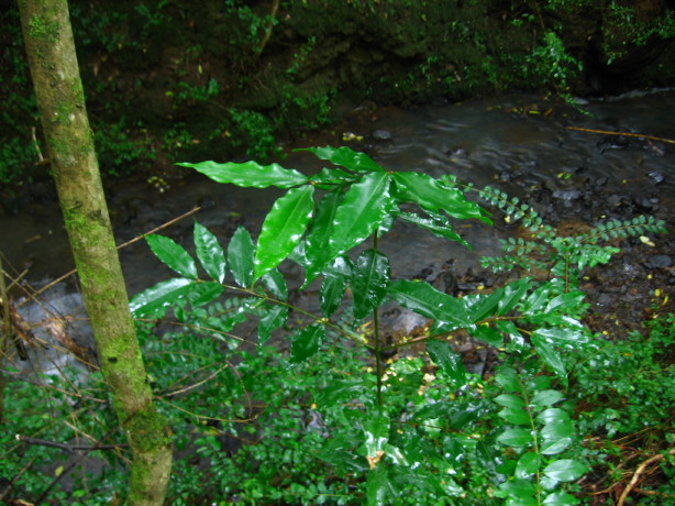 Waterhousea floribunda