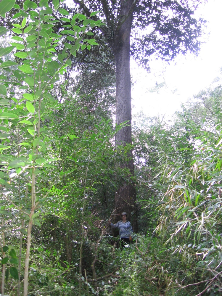 Syzygium floribundum old growth