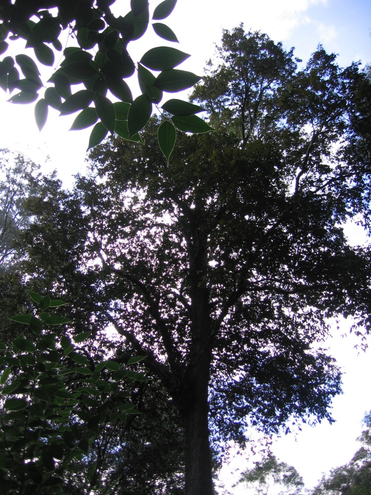 Syzygium floribundum old growth