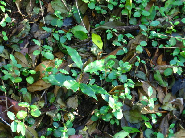 Waterhousea floribunda seedling