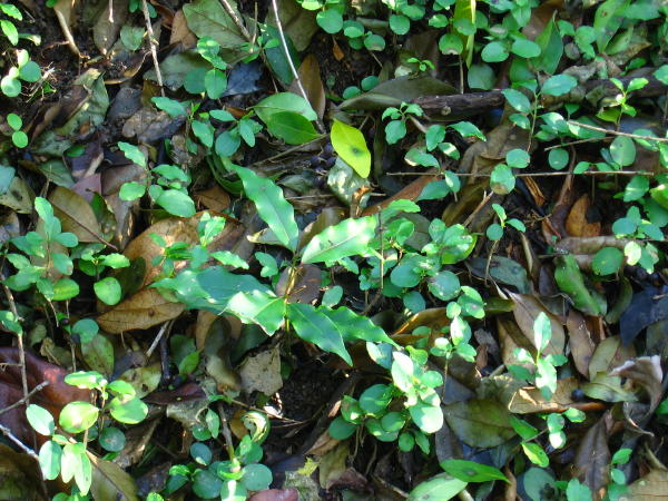 Syzygium floribundum seedling