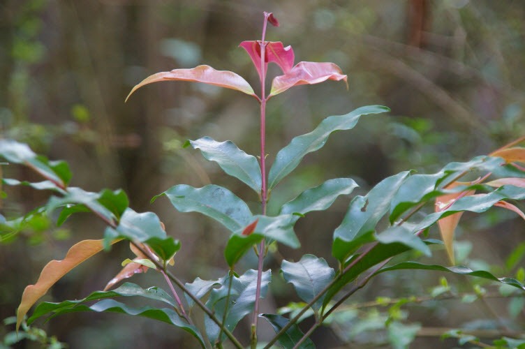 Waterhousea floribunda