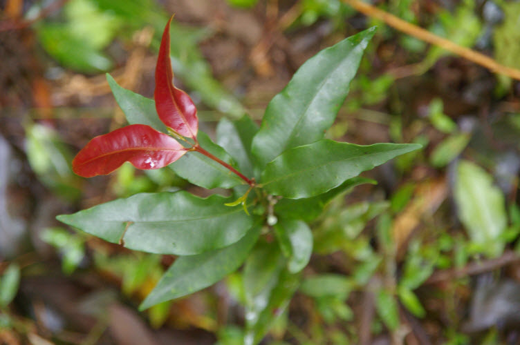 Waterhousea floribunda new growth