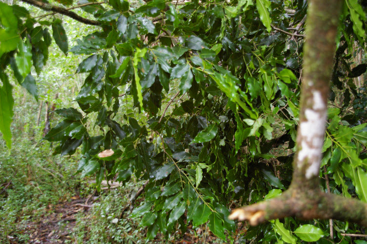 Syzygium floribundum