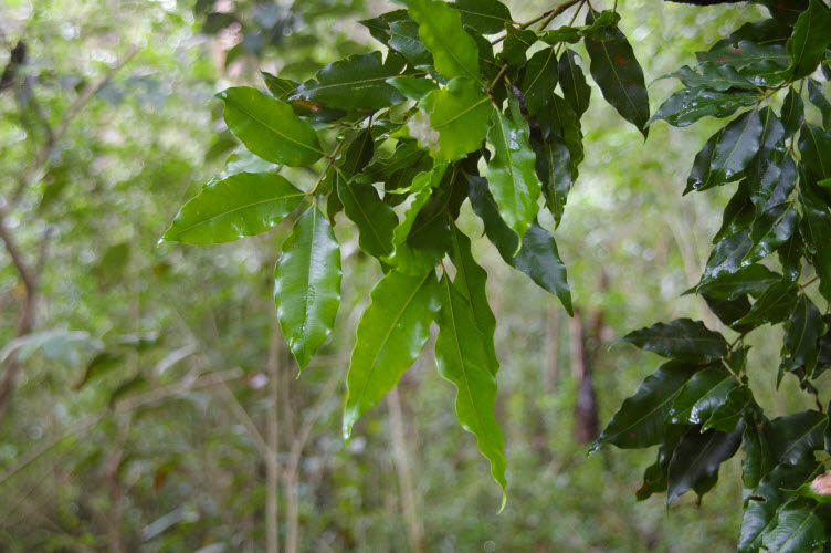 Waterhousea floribunda