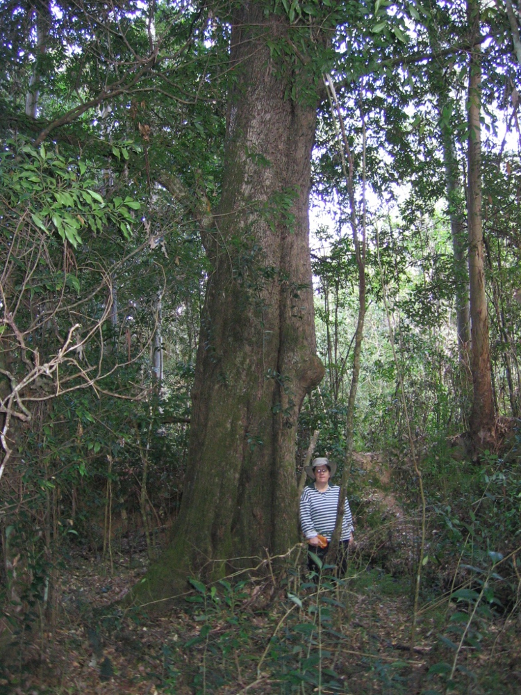 Waterhousea floribunda old growth