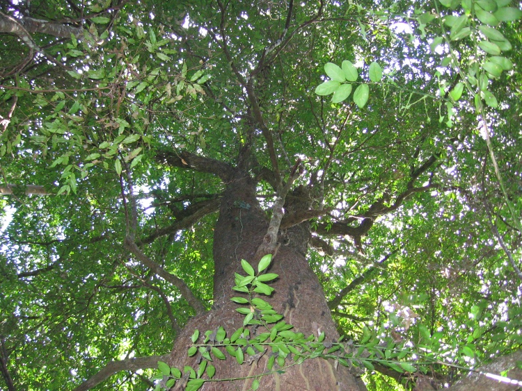 Syzygium floribundum old growth