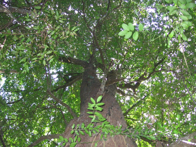 Waterhousea floribunda old growth