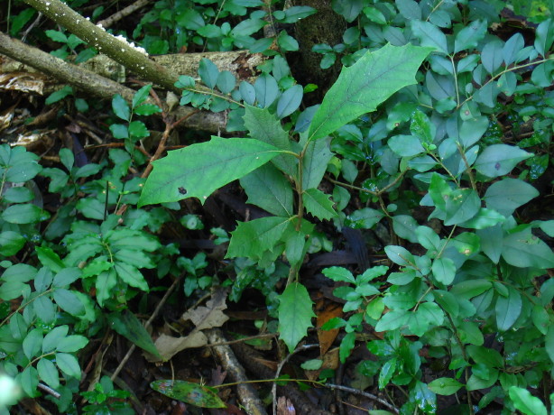 Gmelina leichhardtii  White Beech seedling