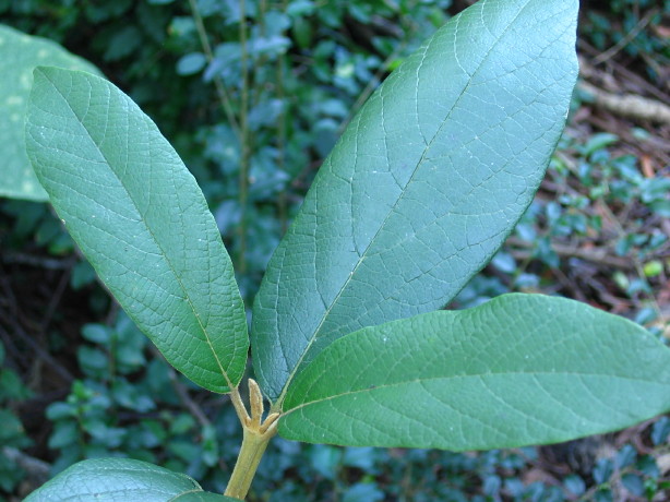 Gmelina leichhardtii