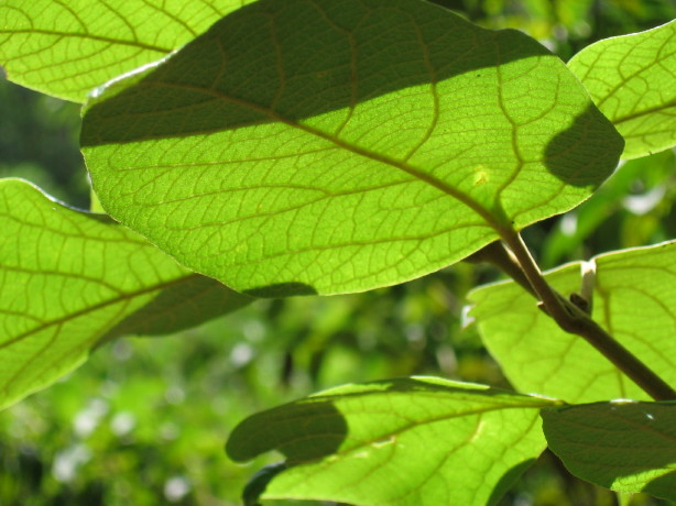 Gmelina leichhardtii  White Beech