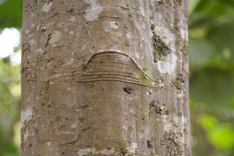Guioa semiglauca trunk branck scar