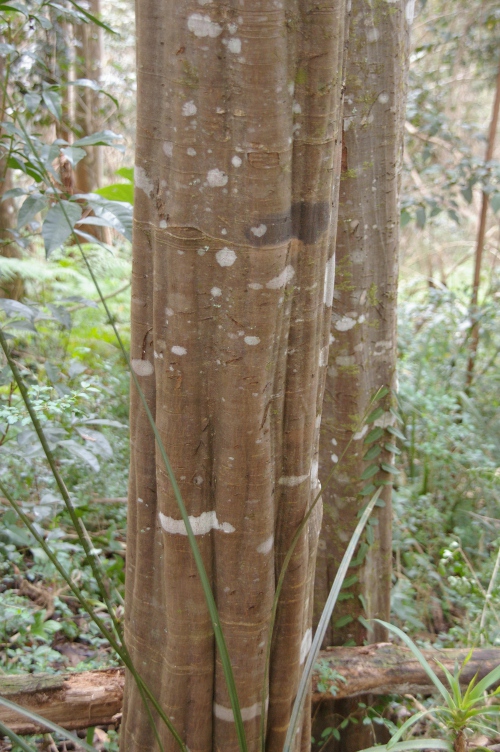 Guioa semiglauca fluting