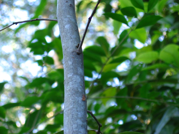 Guioa semiglauca