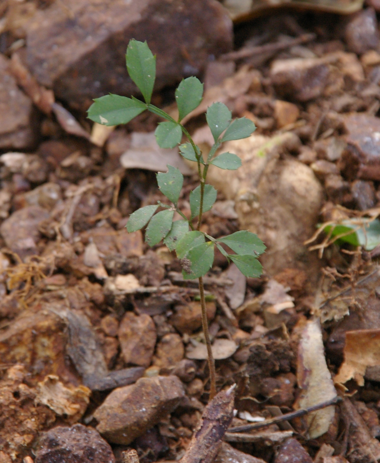 Guioa semiglauca