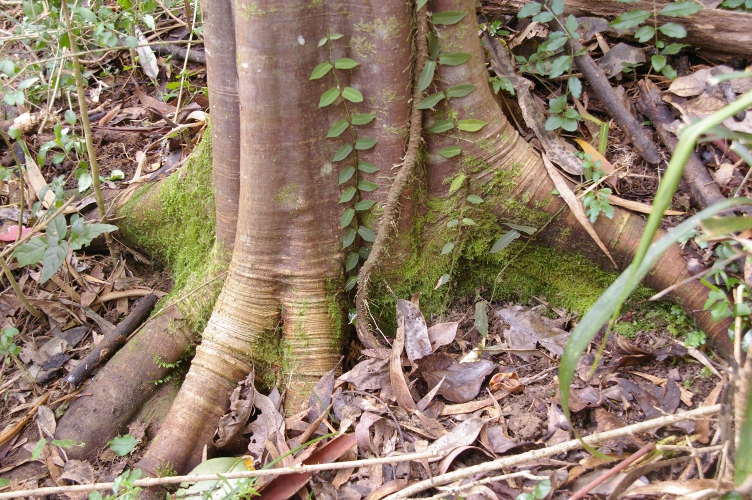 Guioa semiglauca flanges