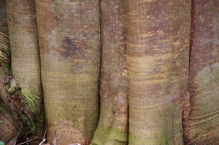 Guioa semiglauca fluting