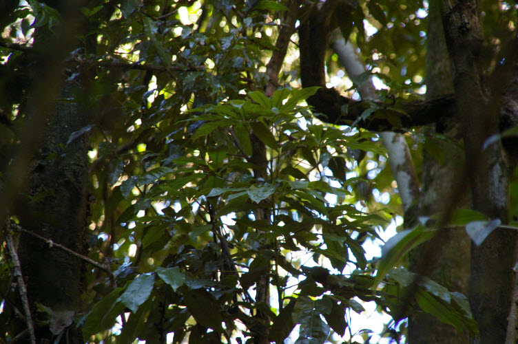 Heritiera actinophylla palmate leaves