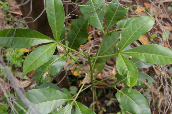 Melicope micrococca  White Euodia