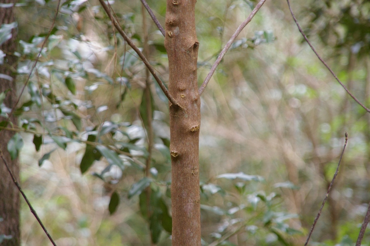 Melicope micrococca juvenile trunk White Euodia