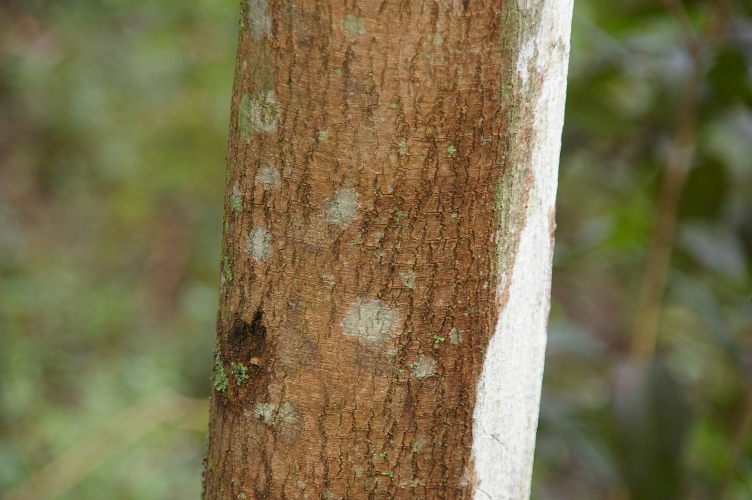 Melicope micrococca trunk  White Euodia