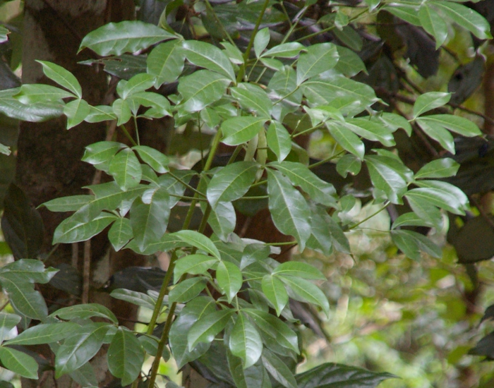 Melicope micrococca leaves