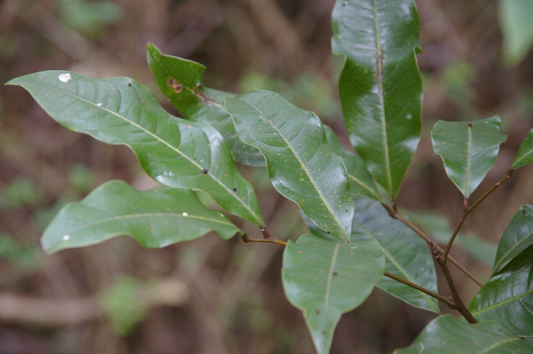Mischocarpus australis rachis
