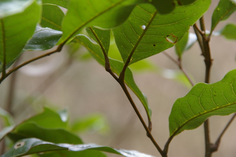 Mischocarpus australis leaflet veination