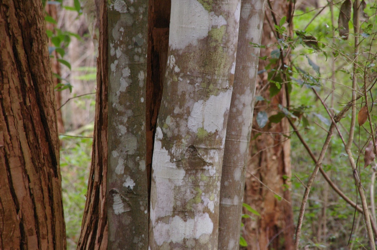 Mischocarpus australis  Red Pear Fruit Tree