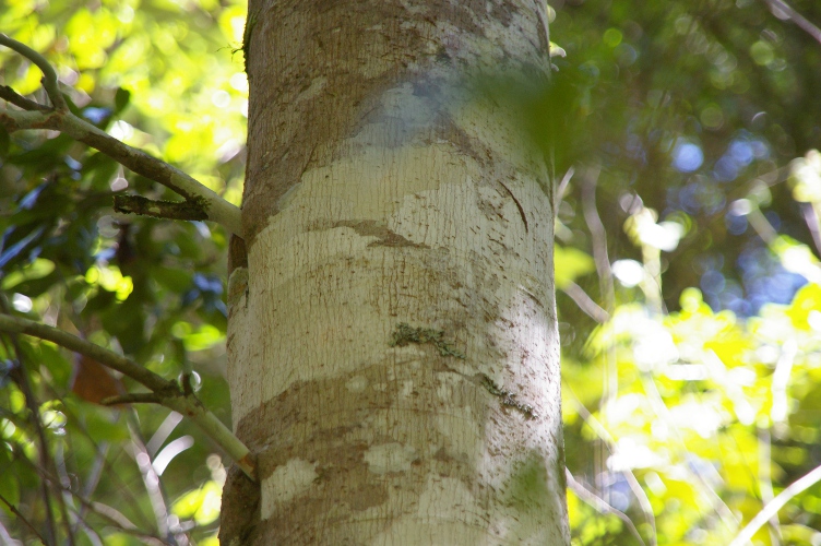 Mischocarpus australis