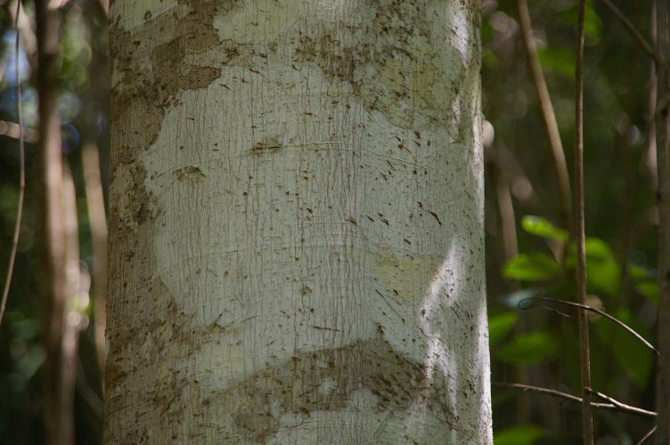 Mischocarpus australis