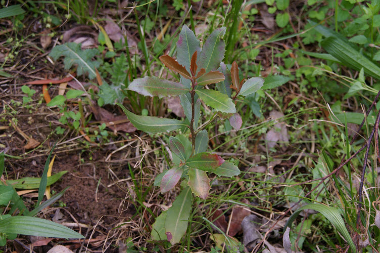 Myrsine variabilis