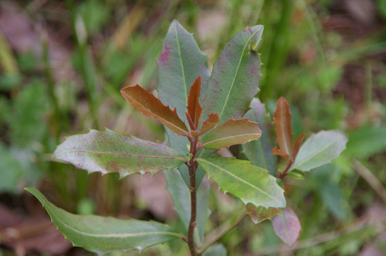 Myrsine variabilis