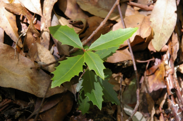 Myrsine variabilis
