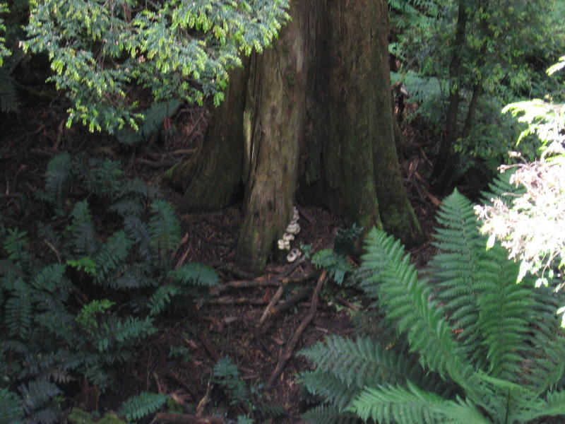 Nothofagus cunninghamii butress