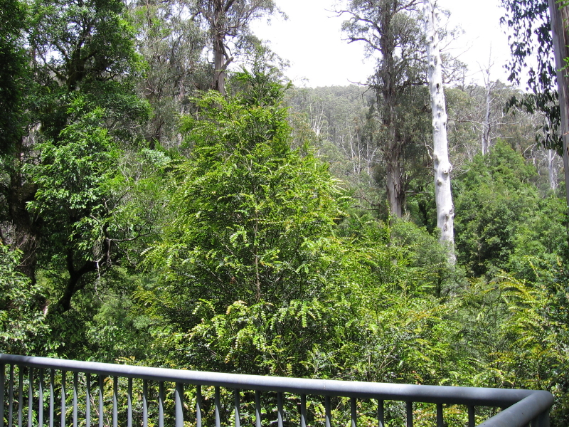 Mt Donna Buang on the board walk regenerating Nothofagus moorei