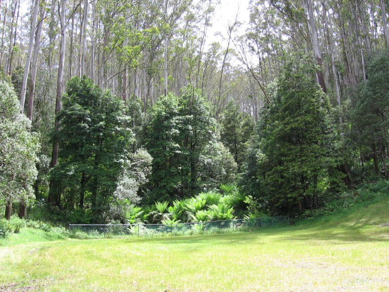 young Nothofagus cunninghamii