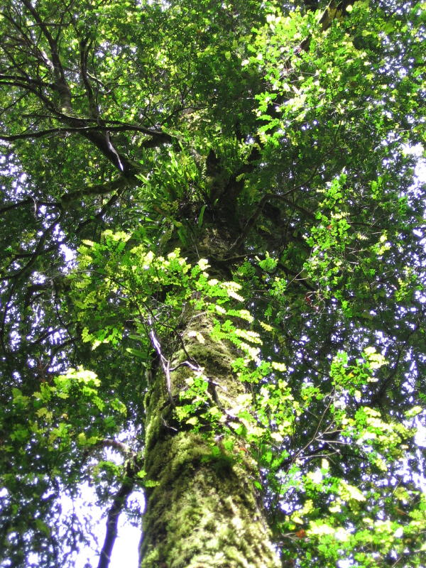 Nothofagus cunninghamii epiphytes