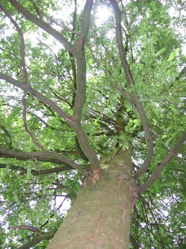 Nothofagus cunninghamii  Myrtle Beech