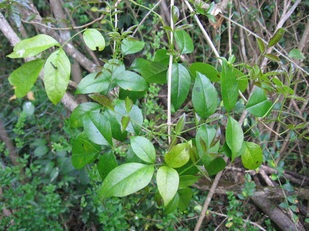 Pandorea pandoran leaves