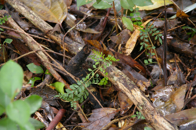 Pandorea pandorana subsp. pandorana seedling