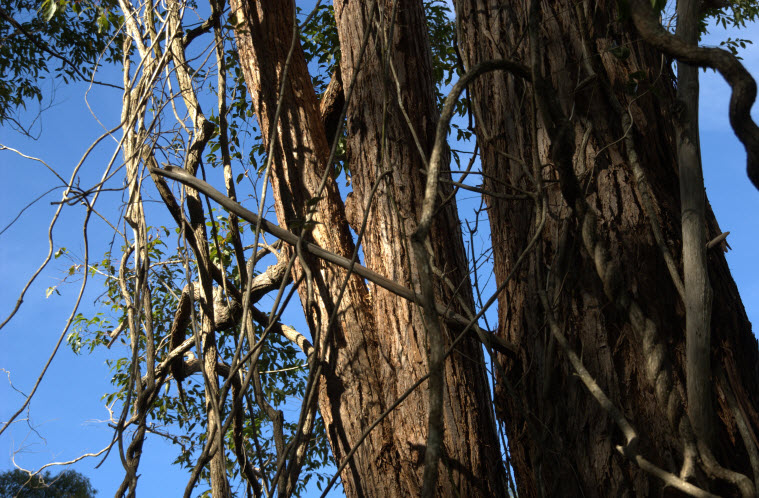 Pandorea pandorana trunk