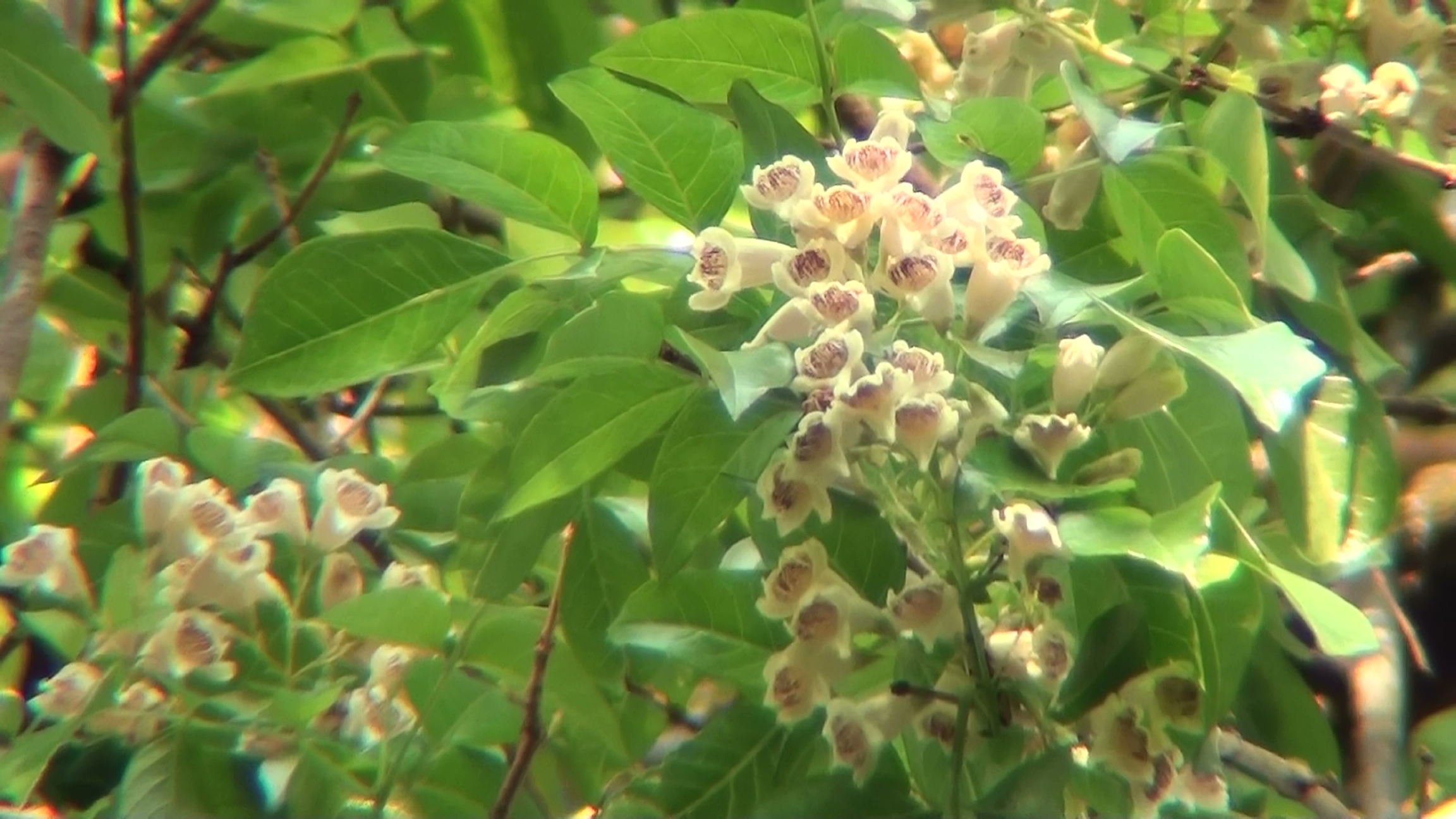 Pandorea pandorana leaves and flowers