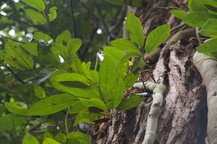 Common Silkpod leaves